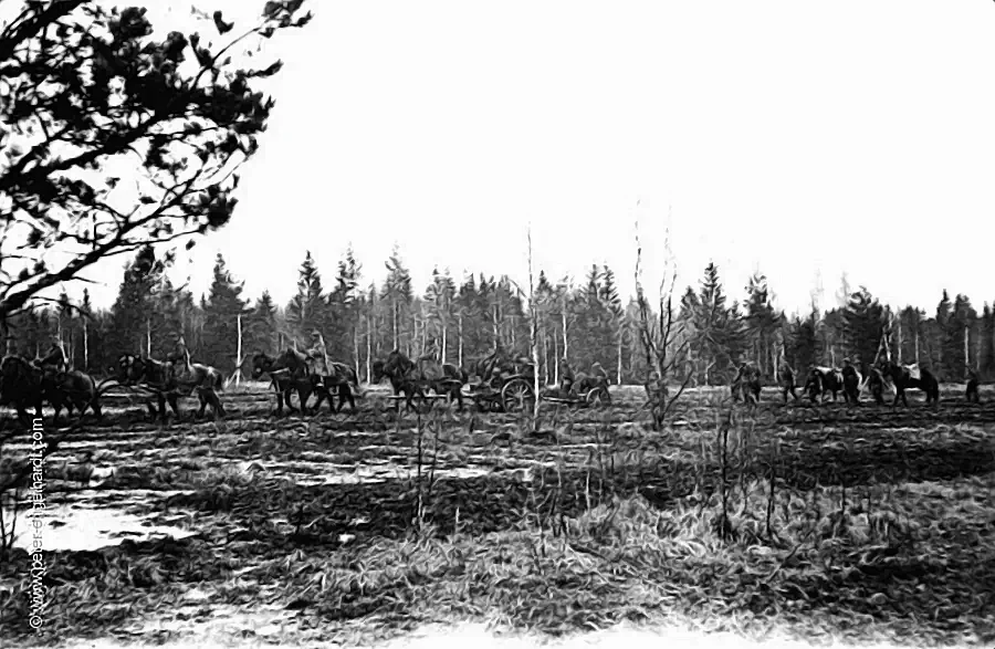 A horse-drawn wagon column crosses a swampy forest clearing while marching back from the Volkhov—August 1942.