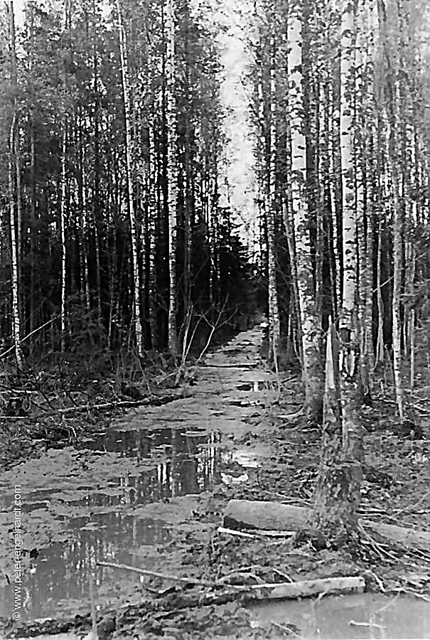 View of a wet, narrow connecting path lined with birch and spruce trees along the Volkhov River in May 1942.