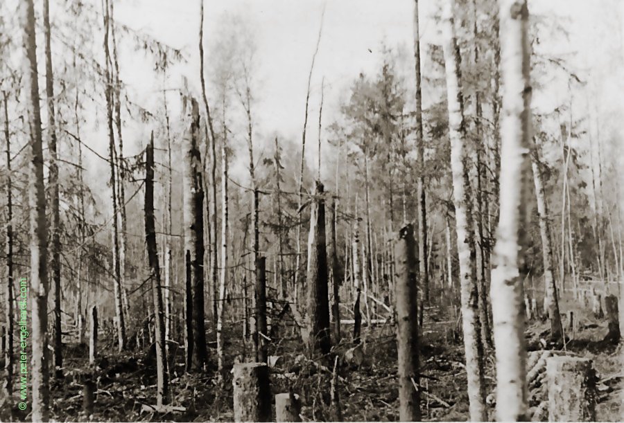 Zersplitterte Bäume in einem umkämpften Waldstück am Wolchow