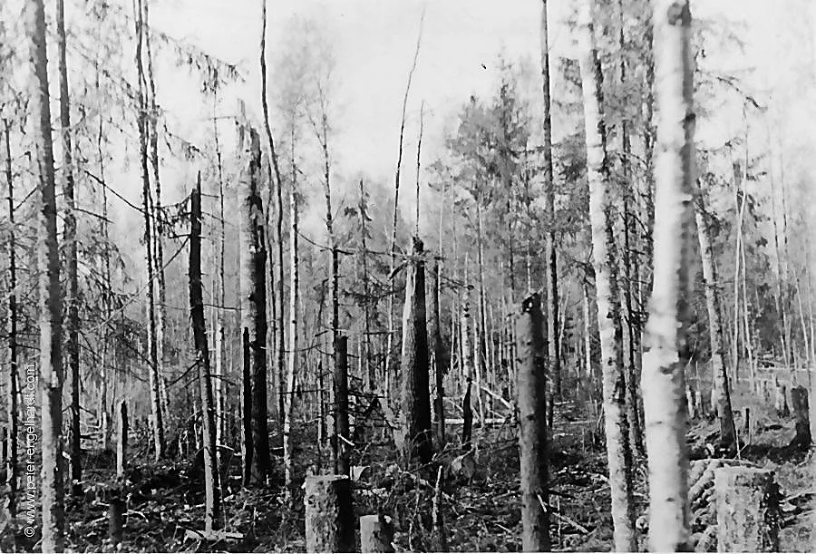 Wolchow Wald